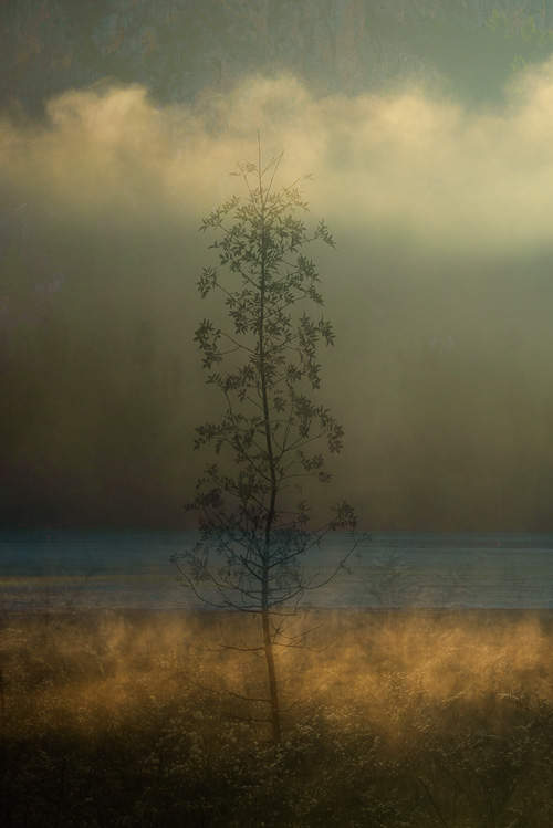 Melangia